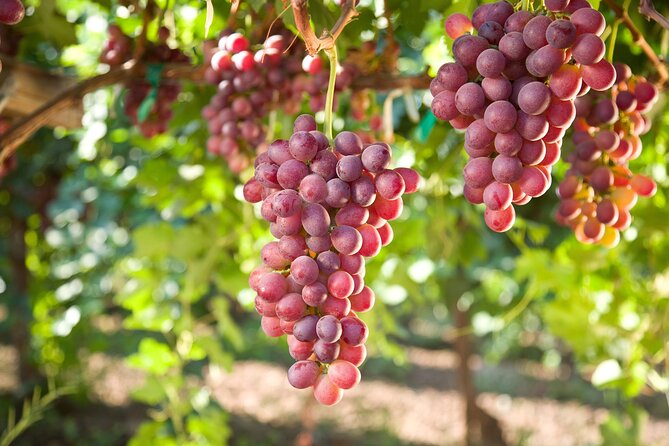 11 Course Lunch with Cooking Mastery and Wine Tasting in Rhodes - Who should book this Rhodes tour, and who should skip it