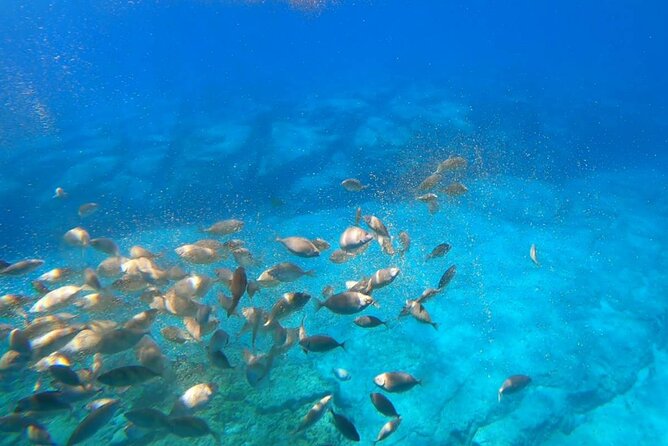 3-Hour Adventure With Hippo Submarine - Ticket value: what $47.17 buys you