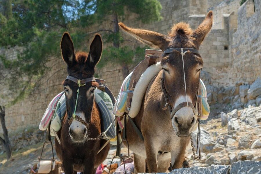 Best of Rhodes Tour including Lindos and Medieval City - Practical tips so you don’t waste time in Lindos and Old Town