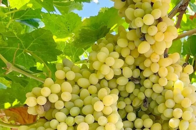 Best Rhodes Tour with Wine Tasting Experience from Cruise Port - Rhodes Medieval City: UNESCO streets, synagogues/mosques, and shopping time