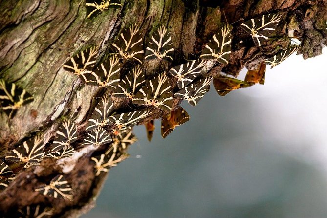 Butterfly Valley & Wine, Olive Oil, Honey Tasting Tour (Small Group) - Butterfly Valley: Your Best Bet for That Rare Swarm Feeling