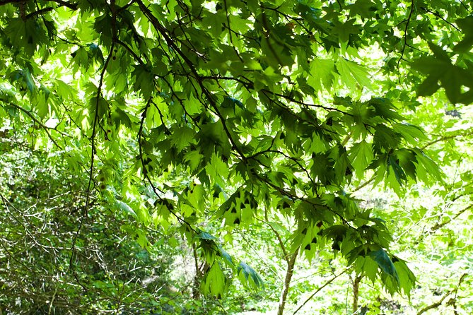Butterfly Valley & Wine, Olive Oil, Honey Tasting Tour (Small Group) - Price and Value: Why This Costs What It Costs