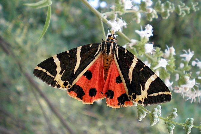 Butterfly Valley & Wine, Olive Oil, Honey Tasting Tour (Small Group) - Bee Museum and Tastings: Wine, Olive Oil, and Honey That Make the History Feel Real