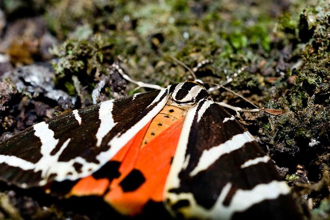 Filerimos Hill & Butterflies Valley Adventure! - Filerimos Hill and the Monastery of Our Lady: what you’ll actually see