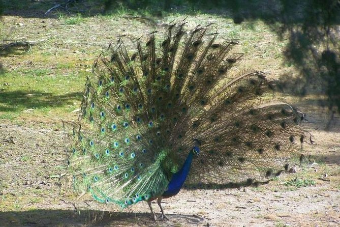 Filerimos Hill & Butterflies Valley Adventure! - Who should book this tour, and who might not love it