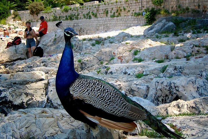 Filerimos Hill & Valley of Butterflies - Getting there from Rhodes: smooth van rides, early start energy