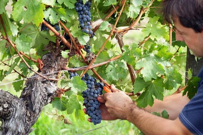 Food & Wine Tour: 11- Course Lunch, Cooking Class, Wine Tasting - The 10–11 Course Lunch: What to Expect and How to Pace Yourself