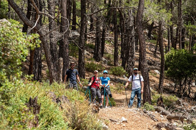 Hiking Mountain Akramitis Rhodes - pick up service available - Descent Through Pine Trees: Same Day, Different Mood