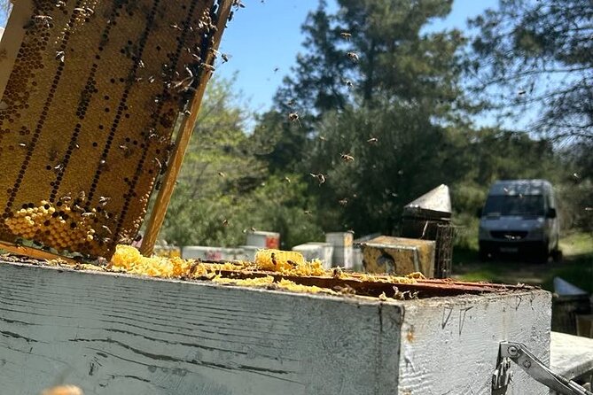 Honey production &Tasting experience " Areti Honey " - Key Points You’ll Care About
