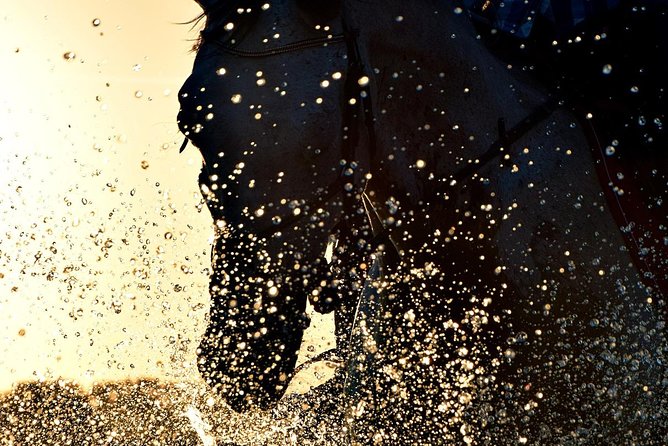 Horse riding on the Beach, Rhodes - Horses and Instructor Quality: What “All Levels Welcome” Really Means