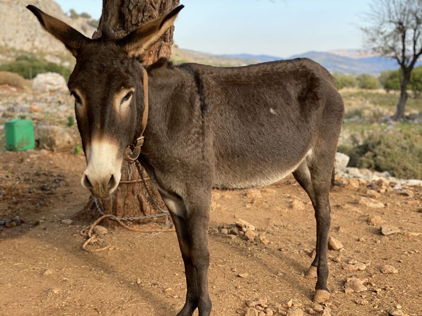 Lindos: Small Group Hiking Adventure - Donkeys, rocky paths, and how to prepare without overthinking it