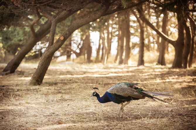 Private Tour: Best of Rhodes in one day (Full Island Tour) - Timing, walking, and what to pack for a 7-hour day