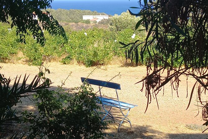 Private Tour: Discover the Secret World of Olives in Afantou - A sea-view welcome that sets the pace in Afantou