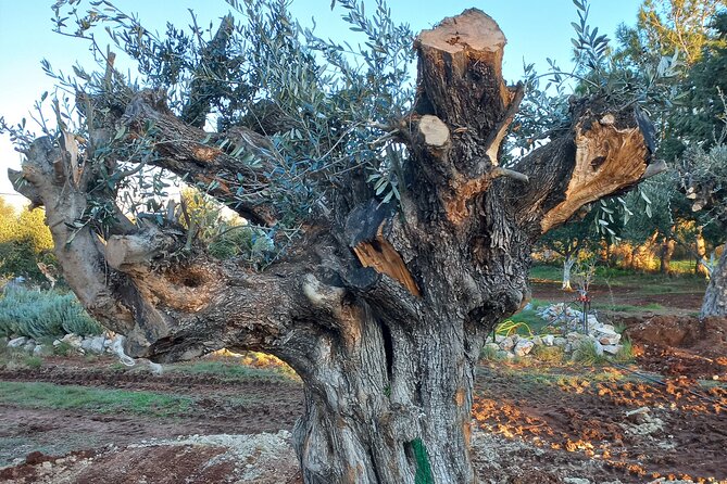 Private Tour: Discover the Secret World of Olives in Afantou - The olive grove walk: 150 trees, lots of choices
