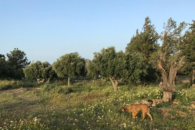 Private Tour: Discover the Secret World of Olives in Afantou - Price and timing: what $62.48 gets you at 4:00 pm