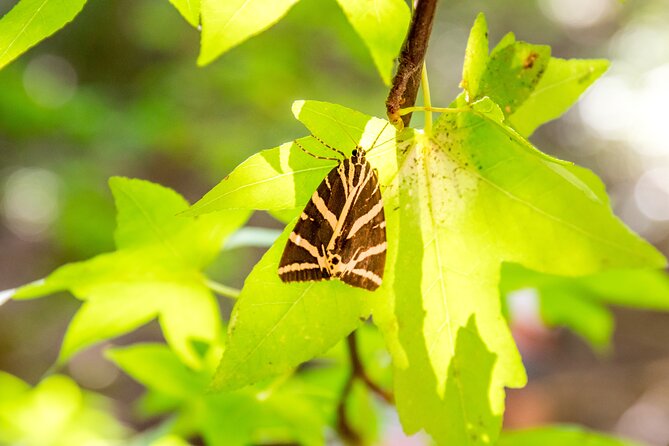 Rhodes: Butterfly Valley & Seven Springs Nature Day Trip - The Walking Reality: Shoes, Pace, and Who Should Rethink It
