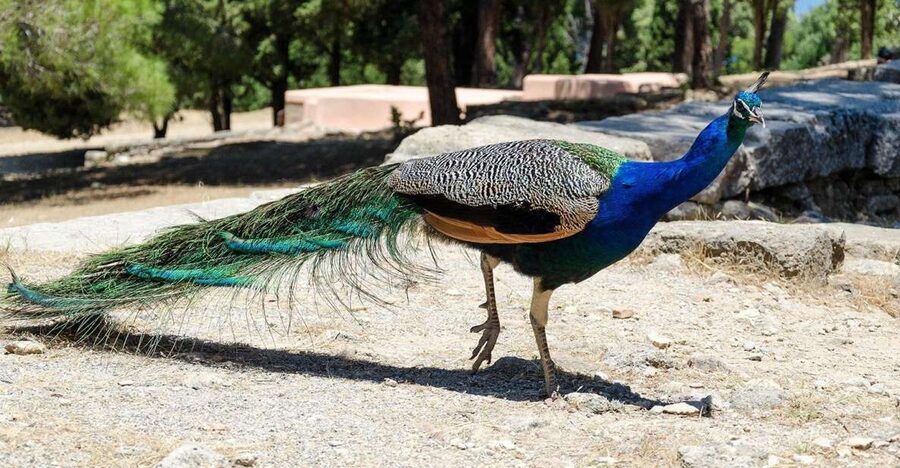 Rhodes: Filerimos Hill and Butterfly Valley Bus Trip - Rhodes bus trip: what this 6-hour outing is really like