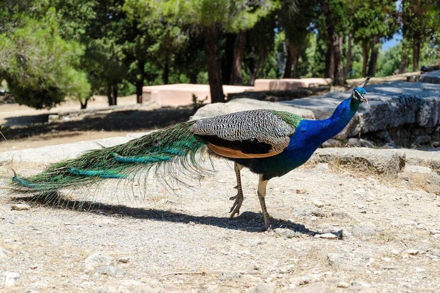 Rhodes: Filerimos Hill and Butterfly Valley Bus Trip - Walking logistics: uneven paths, heat, and how not to waste your time