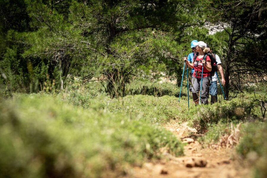 Rhodes: Hiking Tour to the Summit of Akramitis with Photos - The downhill through pine forest: why the return route matters