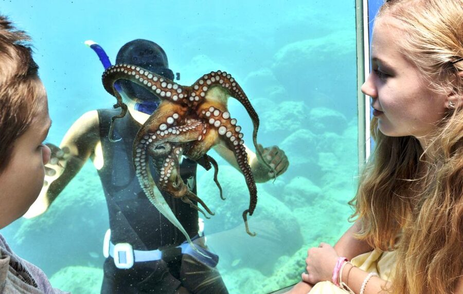 Rhodes Town: Yellow Submarine Cruise with Underwater Views - Going downstairs: the air-conditioned underwater cabin experience