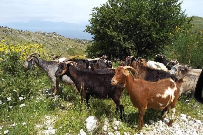 Rhodes Uncharted South Safari: Mountains, Monasteries, & Flavors - Gadoura Dam: that first big view moment