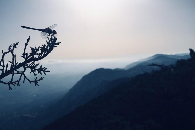 Rhodes Uncharted South Safari: Mountains, Monasteries, & Flavors - Jacob’s Canyon in the Koufou Forest: sea views with a nature feel