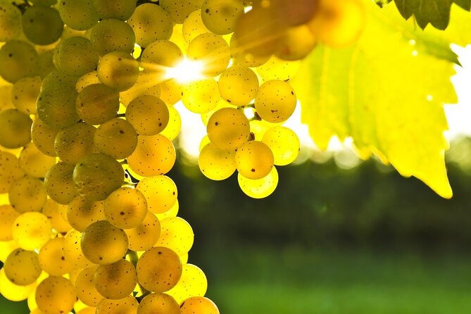 Rhodes Wine & Food Tour: 10 Meal Course Lunch, Wine Tasting, Cooking Class - How This Rhodes Wine and Food Tour Really Flows