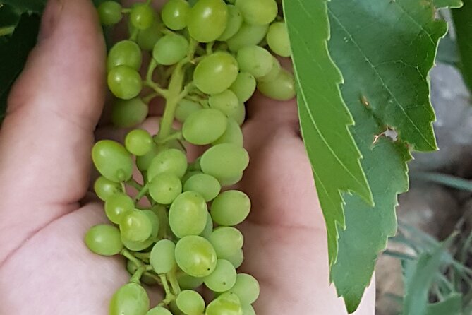 Rhodes Wine & Food Tour: 10 Meal Course Lunch, Wine Tasting, Cooking Class - Vineyard Tour and Wine Tasting With Jason on Rhodes