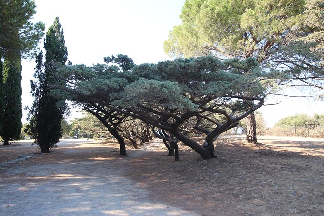 The Best of Rhodes & Lindos: Full Island Tour (Small Group) - What Small-Group Size and Real Drivers Change