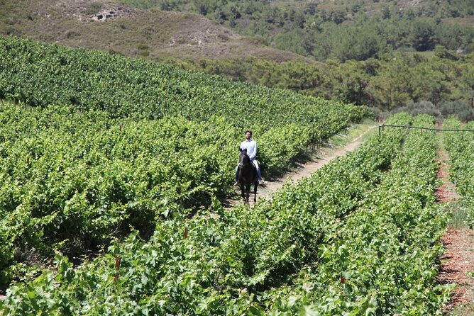 Traditional Greek COOKING class and Wine Tasting in Rhodes - Who this trip suits best in Rhodes