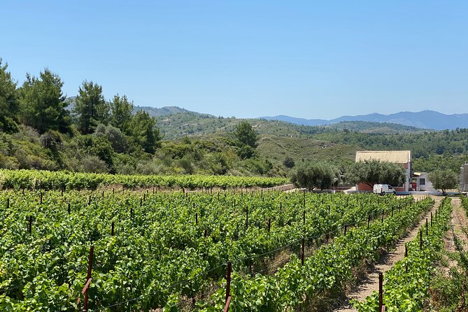 Winery Tour, Tasting and cooking with the Winemaker in Rhodes - Arriving at the Paradisi meeting point (and getting oriented fast)