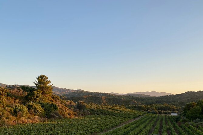 Winery Tour, Tasting and cooking with the Winemaker in Rhodes - Outdoor wine bar tasting: five wines, guided to make sense