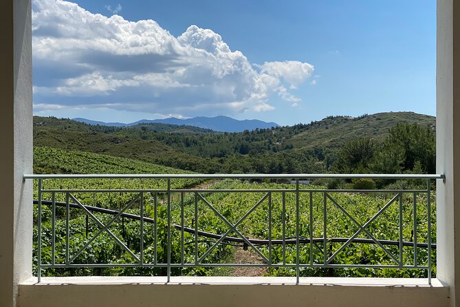 Winery Tour, Tasting and cooking with the Winemaker in Rhodes - Vineyard walk: sustainable viticulture, classic methods, real details